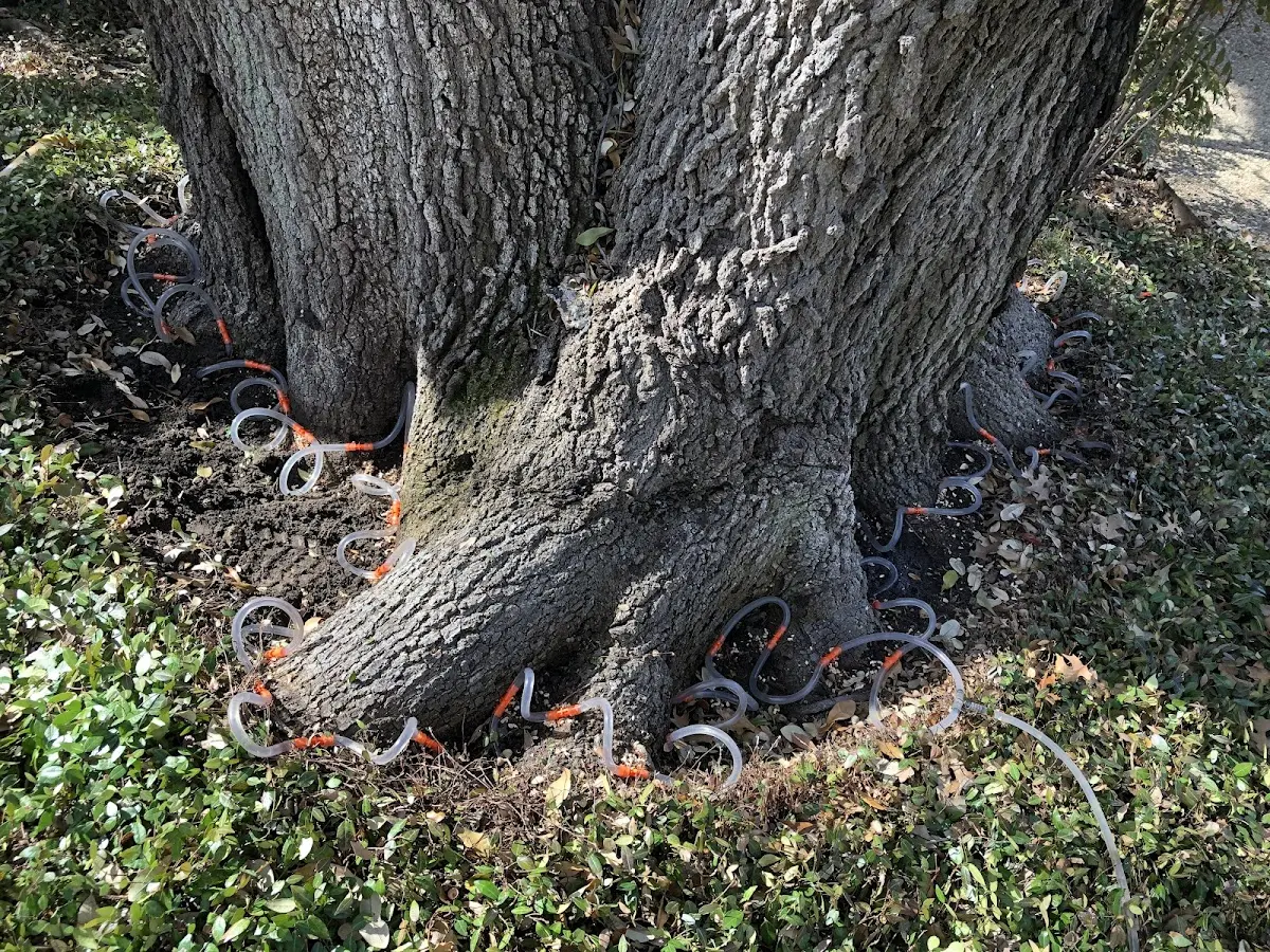 Detailed Tree Cabling and Bracing job site in Hillrose