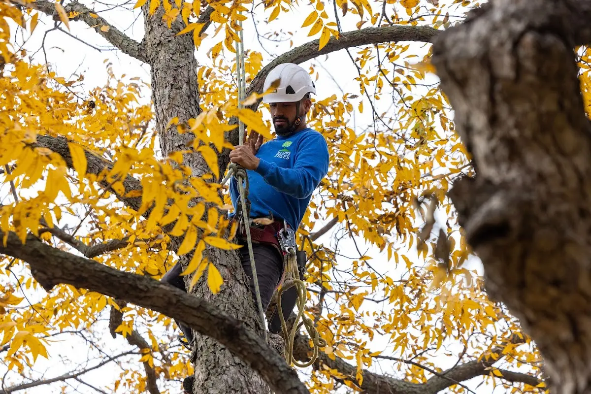 Skilled Tree Planting crew working in Hillrose